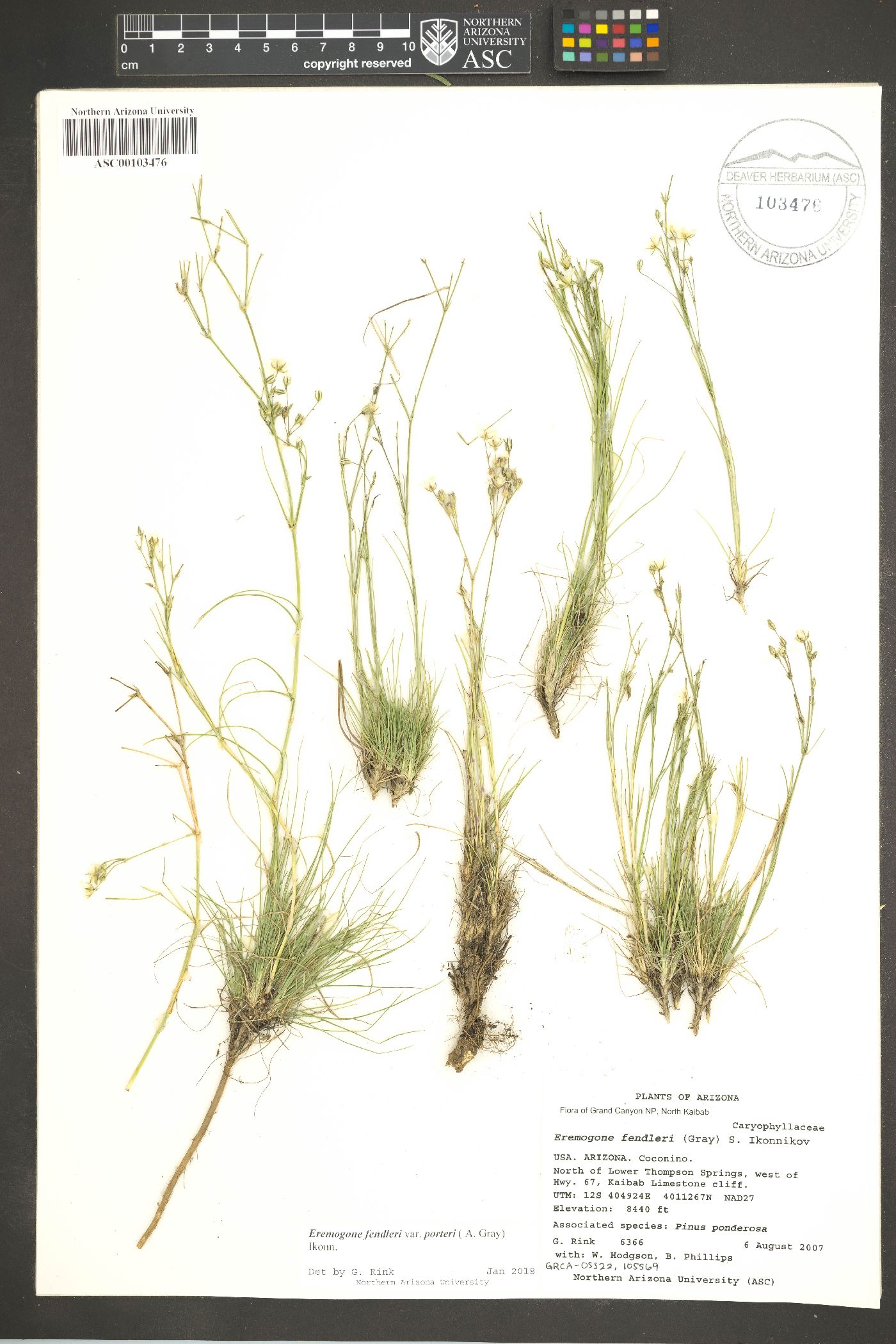 Eremogone fendleri var. porteri image