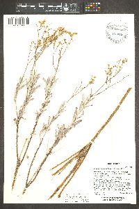 Eriogonum leptocladon image