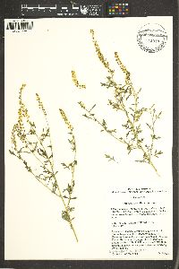 Ambrosia acanthicarpa image