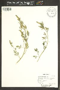 Ambrosia acanthicarpa image