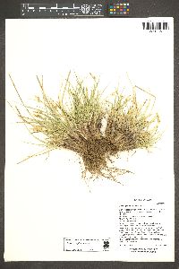 Carex geophila image