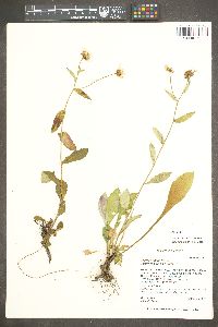 Erigeron nitens image