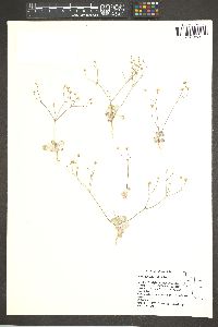 Eriogonum collinum image