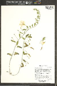 Convolvulus arvensis image