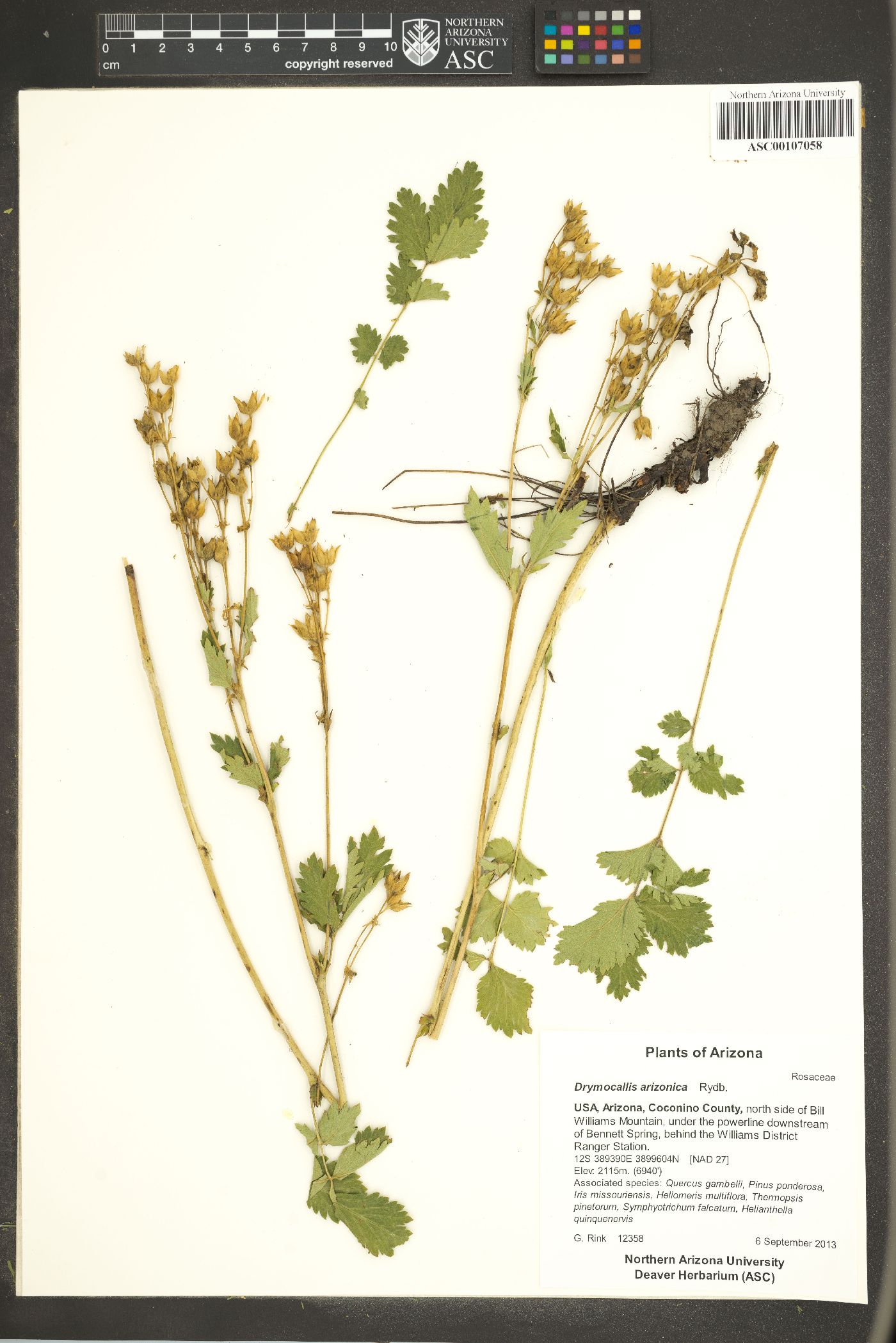 Drymocallis arizonica image