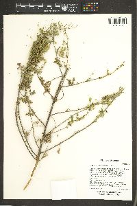 Ambrosia acanthicarpa image