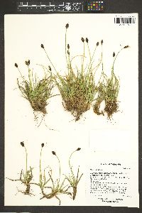 Carex nigricans image