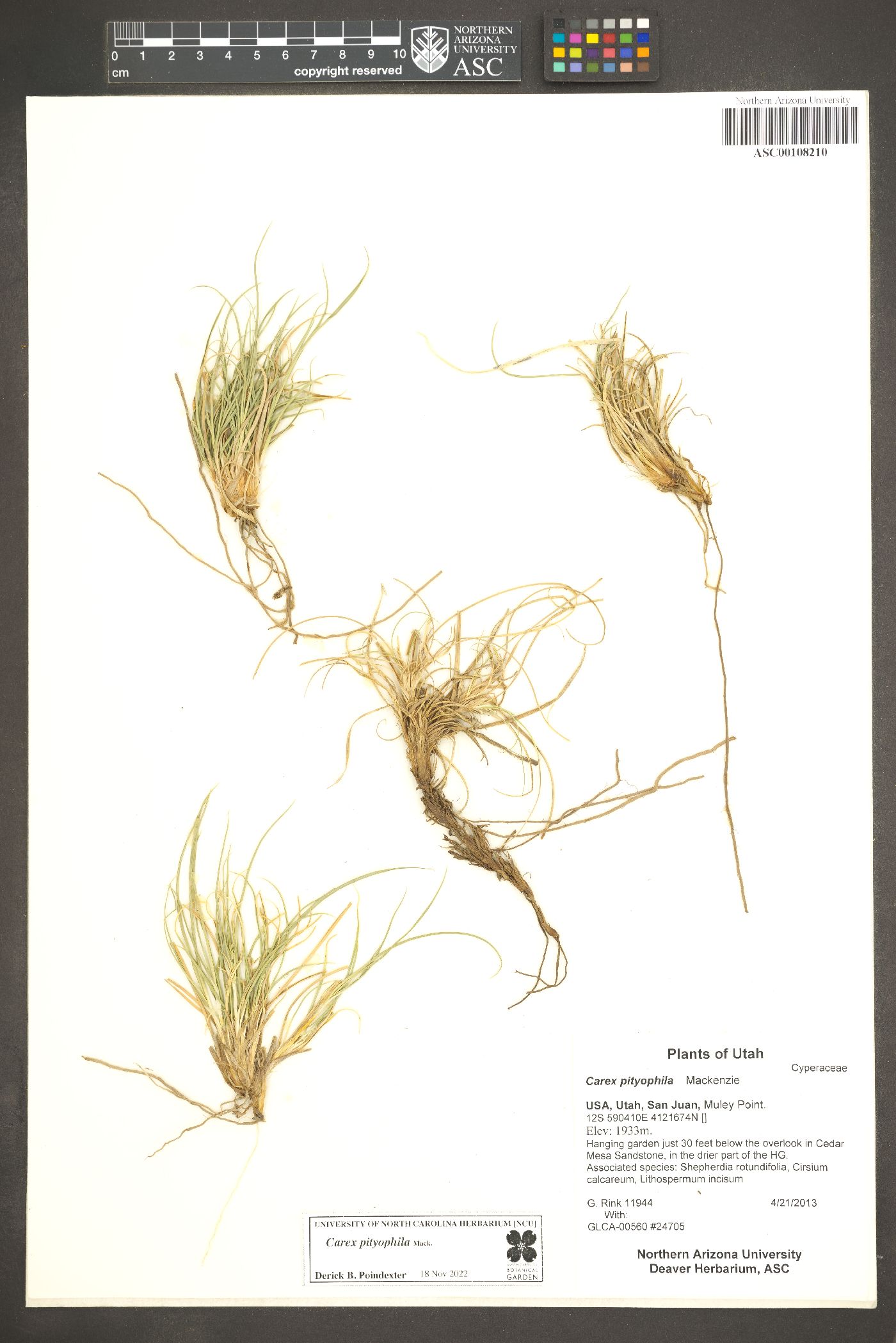 Carex pityophila image