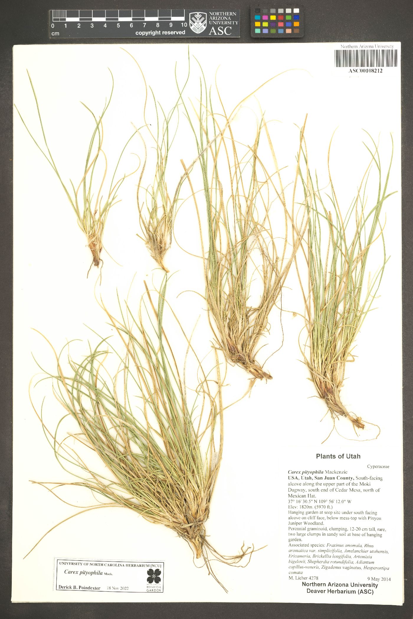 Carex pityophila image