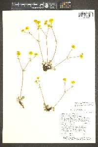 Eriogonum umbellatum var. cognatum image