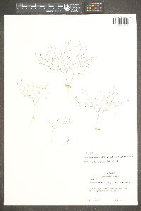 Nemacladus tenuis var. aliformis image
