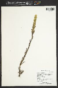 Castilleja sulphurea image