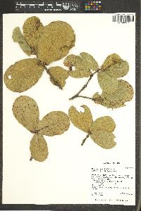 Quercus jonesii image