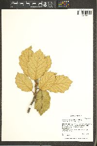 Quercus crassifolia image