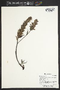 Castilleja elegans image