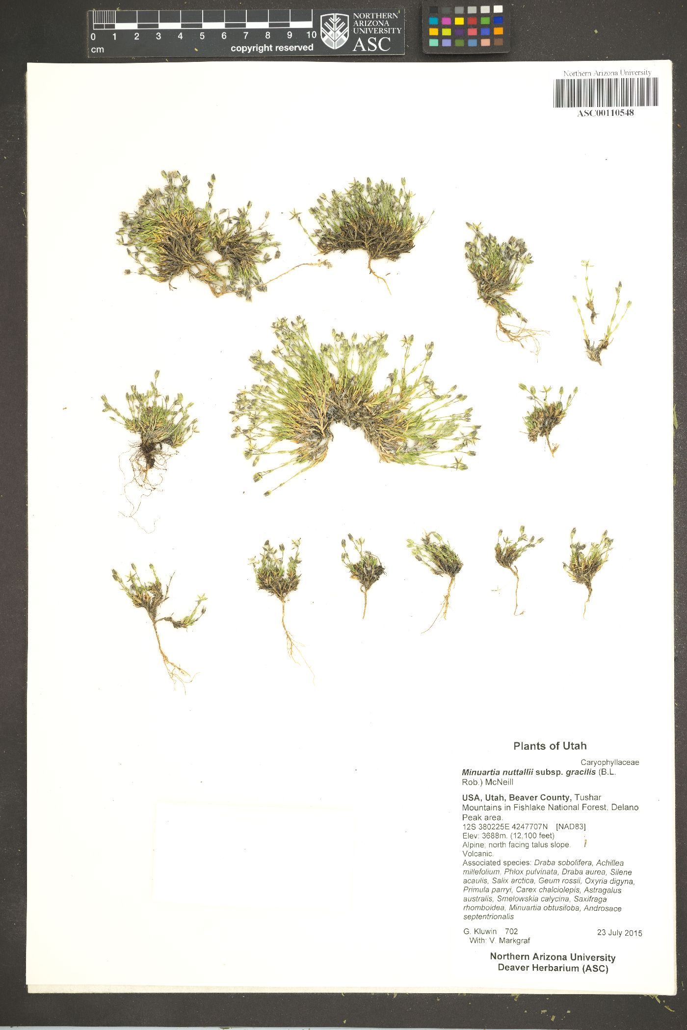 Sabulina nuttallii var. gracilis image