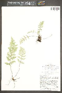 Myriopteris windhamii image