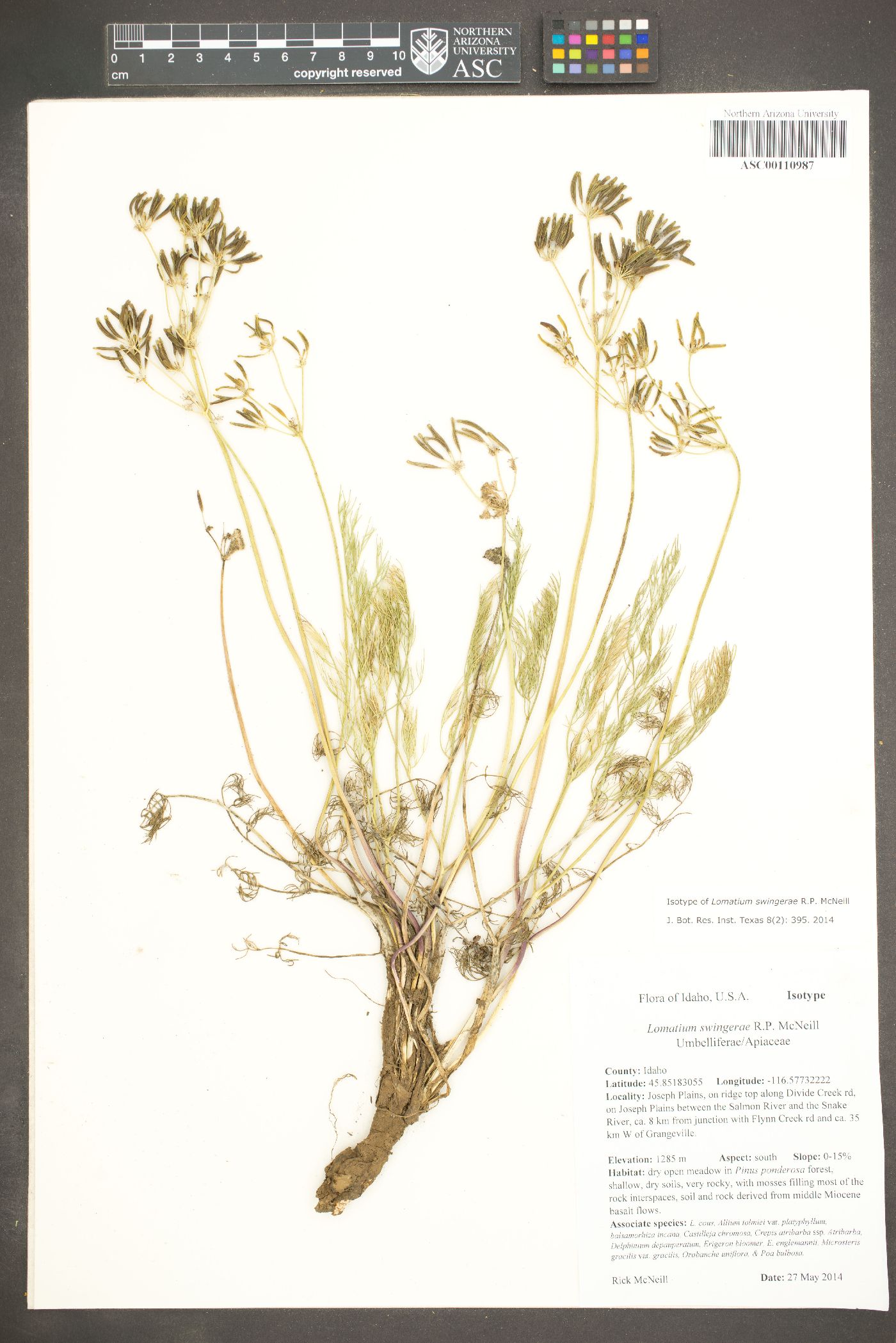 Lomatium swingerae image