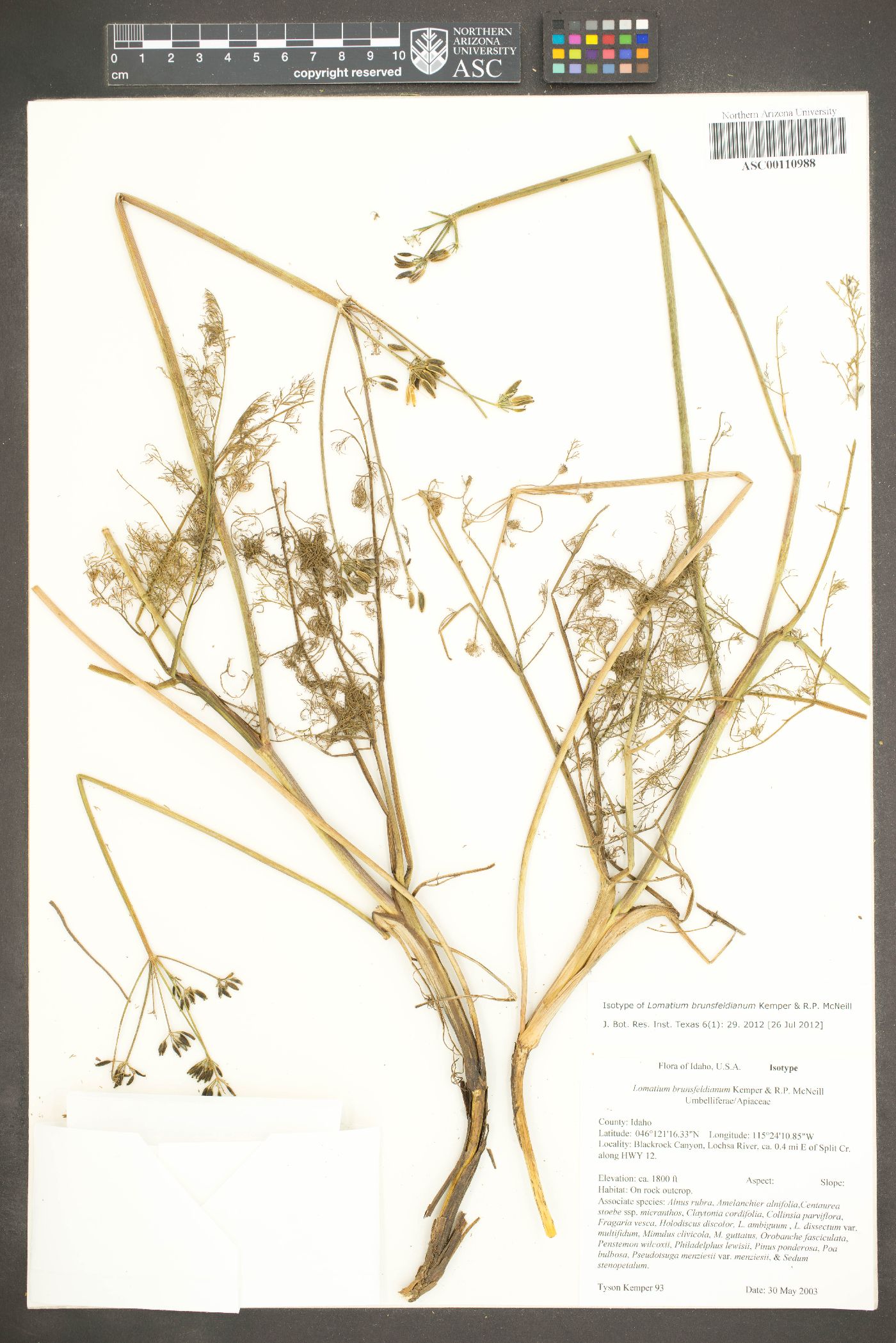 Lomatium brunsfeldianum image