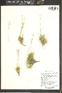 Eremogone eastwoodiae var. eastwoodiae image