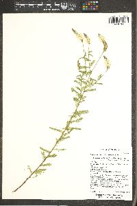 Dalea lumholtzii image