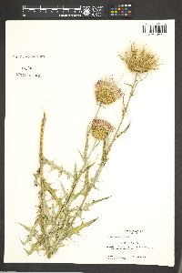 Cirsium scariosum image