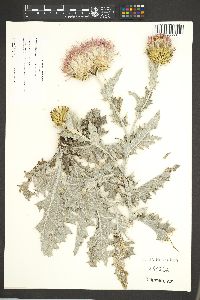 Cirsium undulatum image