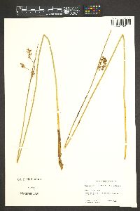 Juncus balticus subsp. ater image