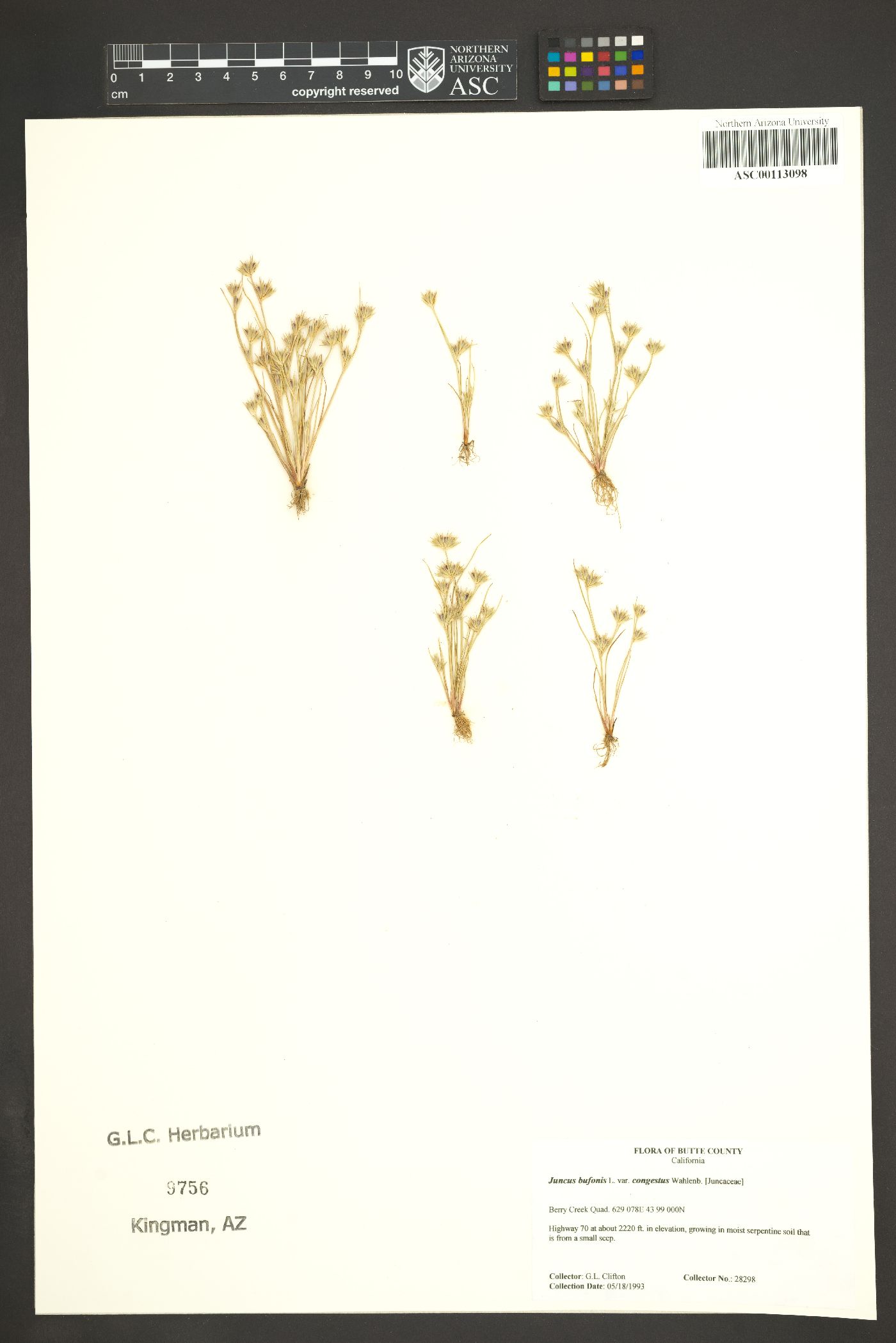 Juncus bufonius var. congestus image