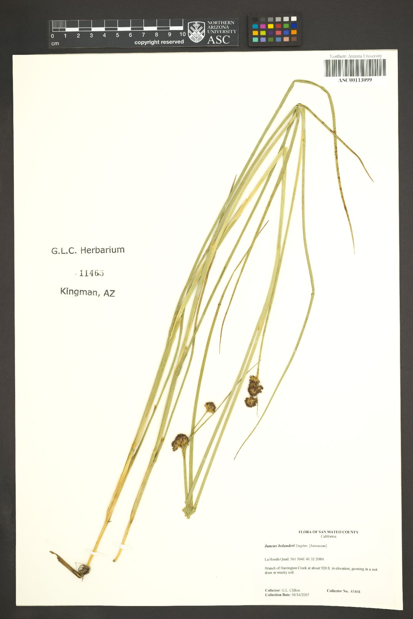 Juncus bolanderi image