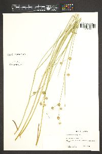 Juncus bolanderi image