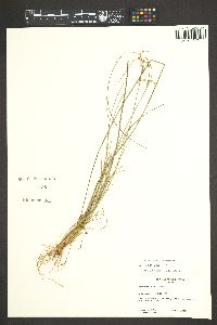 Juncus coriaceus image