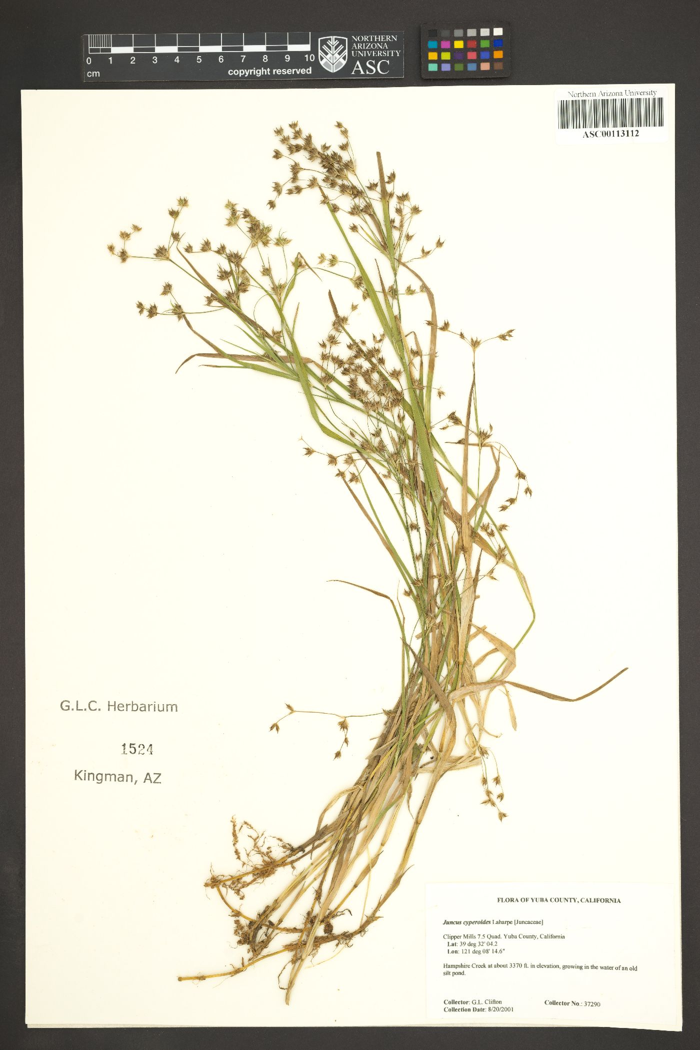 Juncus cyperoides image