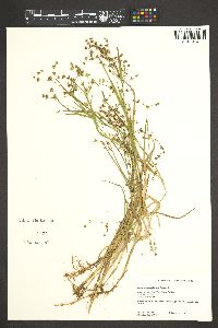 Juncus cyperoides image