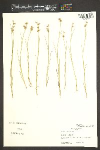 Juncus nodosus image