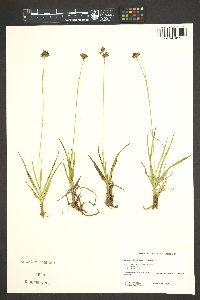 Juncus orthophyllus image