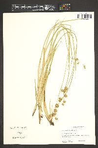 Juncus ensifolius var. montanus image