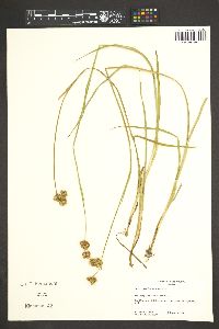 Juncus ensifolius var. montanus image