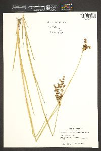 Juncus ensifolius var. montanus image