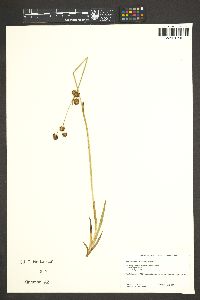 Juncus ensifolius var. montanus image