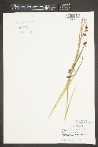 Juncus ensifolius var. montanus image