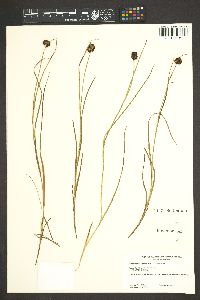 Juncus nevadensis var. inventus image