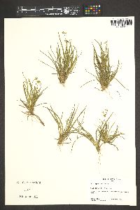 Juncus repens image