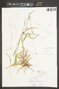 Luzula parviflora subsp. fastigiata image