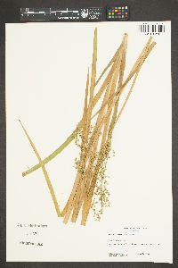 Juncus xiphioides image