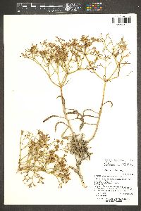 Eriogonum thompsoniae var. atwoodii image