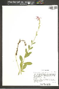 Silene laciniata image