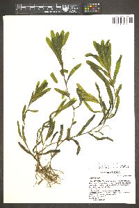 Potamogeton crispus image