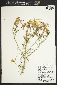 Castilleja linariifolia image