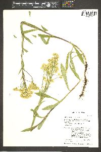 Solidago multiradiata image